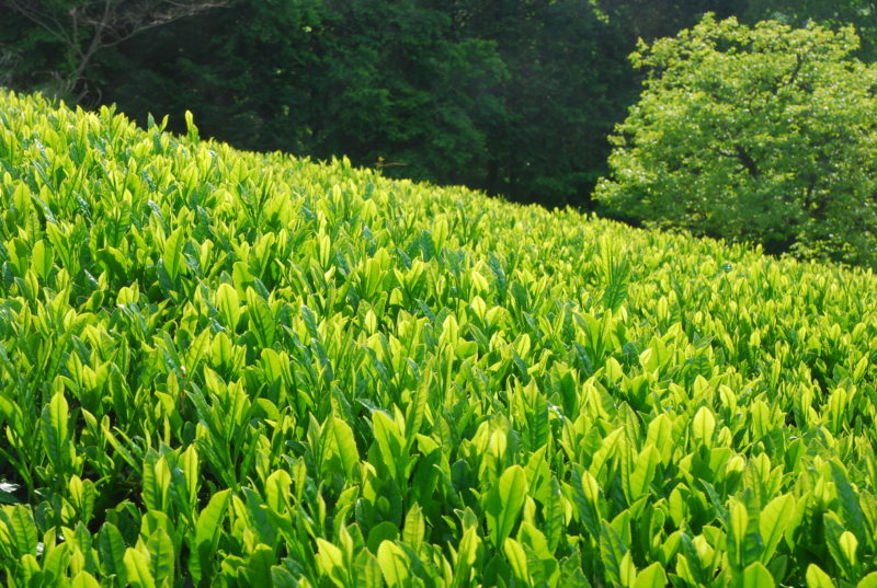 日本の伝統を未来へ紡ぐ 世界一の茶師による 世界で唯一の製茶法で作られた日本茶ブランド Fukuiku をご紹介 Bythesea Online バイザシー オンライン